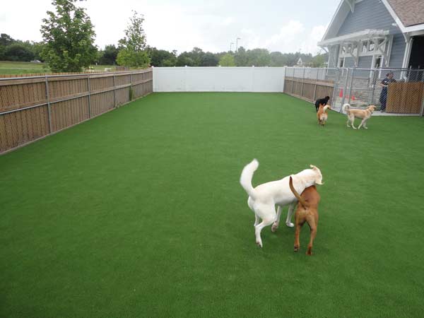 synthetic turf for animals