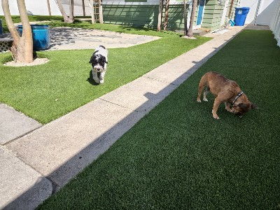 Synthetic pet turf installation | Artificial Grass and Synthetic Turf ...