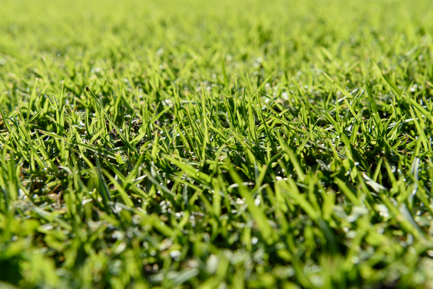 Artificial Grass St. Pete Beach